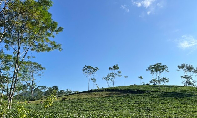 Nâng cao giá trị trà Việt, vươn tầm thế giới