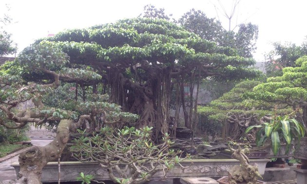 Бонсай  – элегантное хобби