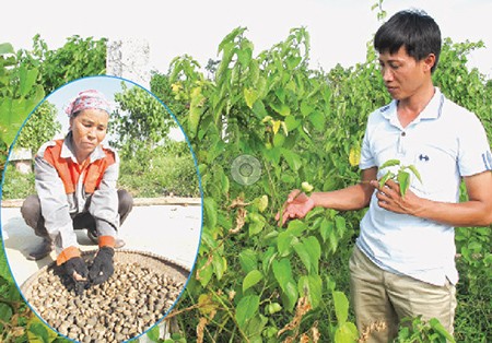 靠美藤果种植致富的农民杜成科