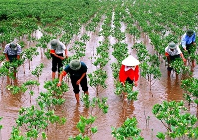 种植红树林 适应气候变化