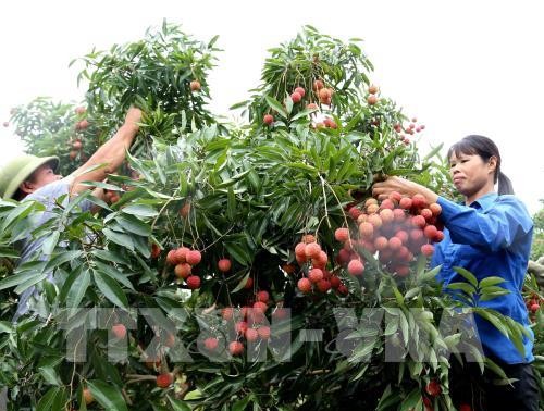 2019年北江荔枝大丰收