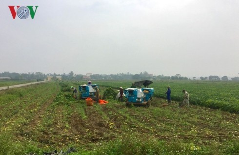 នាំកសិផលវៀតណាមទាក់ទងផ្ទាល់ជាមួយទីផ្សារ