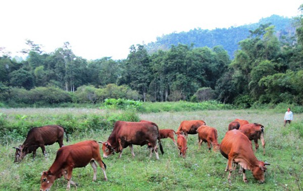 ជនជាតិ យ៉ាវ (Dao) នៅភូមិ Tun Tren ខេត្ត Lao Cai រួចផុតពីភាពក្រីក្រអាស្រ័យដោយគម្រោងការណ៍កសិកម្ម