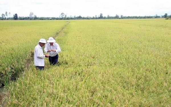  ដំណាំស្រូវរដូវប្រាំងឆ្នាំ ២០១៩-២០២០ នៅតំបន់វាលសណ្ដ Cuu Long ទទួលបានទិន្នផលខ្ពស់គួរអោយកំណត់ត្រា