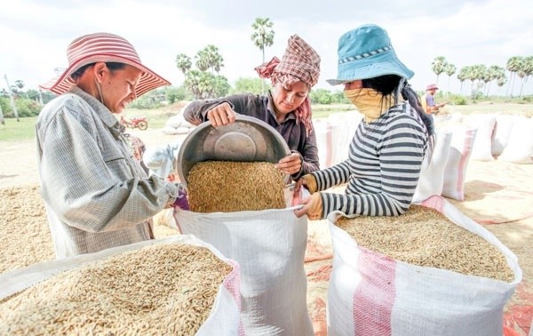 កម្ពុជានាំចេញស្រូវជិត ១ លានតោនមកកាន់ វៀតណាមតាំងពីដើមឆ្នាំ