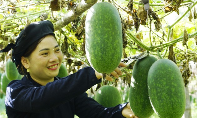 ខេត្ត Bac Kan ផ្លាស់ប្តូរយ៉ោងខ្លាំងក្លាពីគំរូសហករណ៍បែបថ្មី