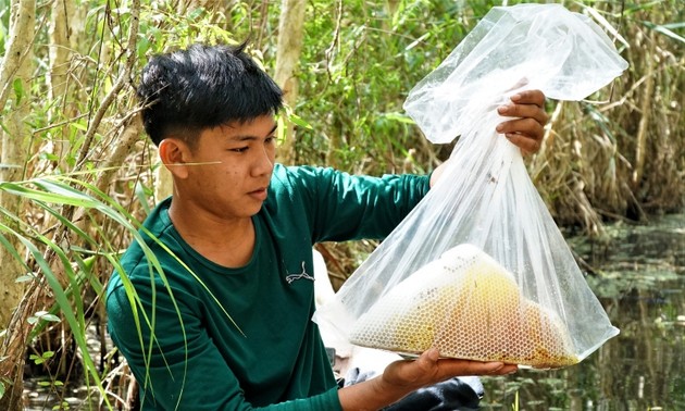 របរចិញ្ចឹមឃ្មុំក្នុងព្រៃ U Minh Ha ក្នុងសម័យបច្ចេកវិទ្យា