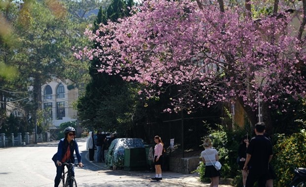 Tourists flock to Da Lat after Tet to admire flowers 