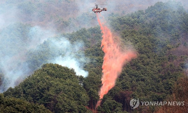 37 injured in South Korea wildfires