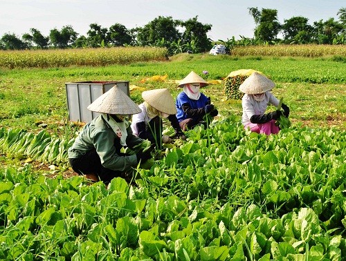 Устойчивая ликвидация бедности и осуществление Целей развития тысячелетия во Вьетнаме