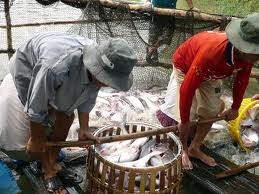 สหรัฐใช้มาตรการเก็บภาษีป้องกันการขายทุ่มตลาดต่อปลาสวายและปลาบาซาชำแหละของเวียดนา