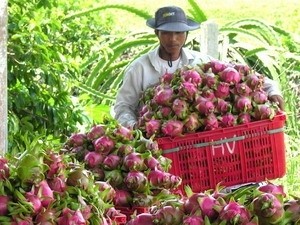 เวียดนาม-เนเธอร์แลนด์ลงนามข้อตกลงความร่วมมือด้านผัก ดอกไม้และผลไม้