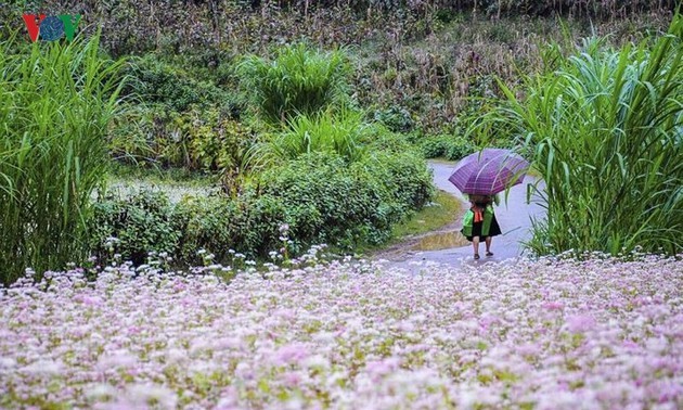 5th Buckwheat Flower Festival opens in Ha Giang