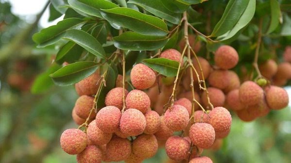 Bright prospects for fresh Vietnamese lychees in Australia