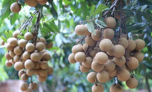 Hung Yen longans take advantage of e-commerce