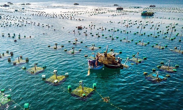 Aquaculture to become large-scale production sector