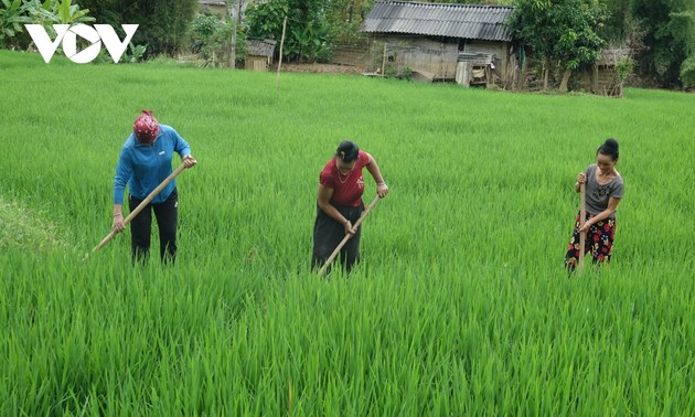 Fields in Son La green again post-typhoon