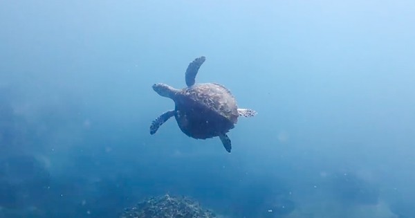 Sea turtles sighted in Nha Trang Bay: A positive indicator for marine conservation