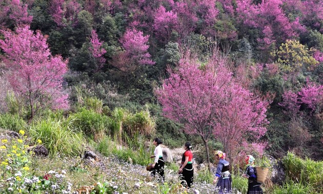 Mu Cang Chai rings in 2025 with Mong panpipe and To Day flower festivals