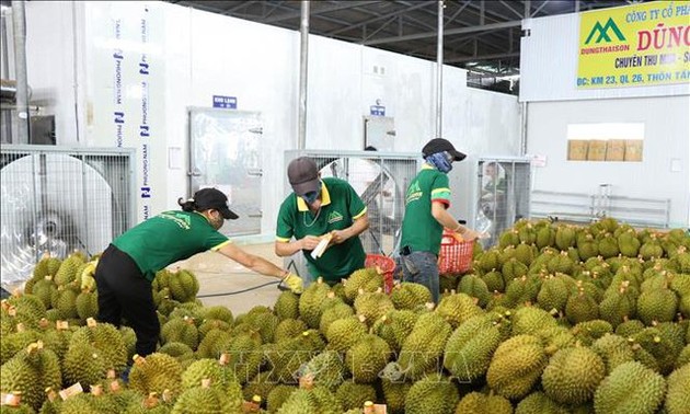 越南第一批以正贸方式出口中国市场的榴莲启运