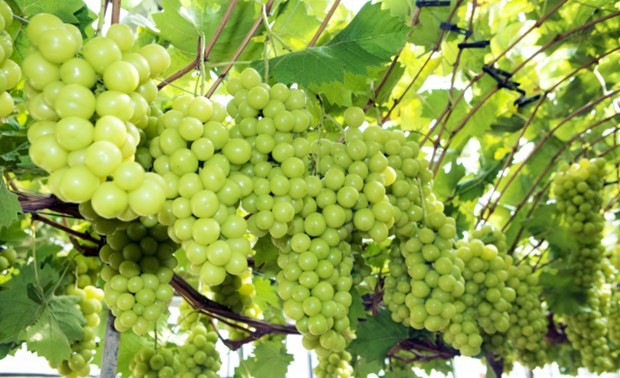 Vietnam becomes largest grape importer of RoK