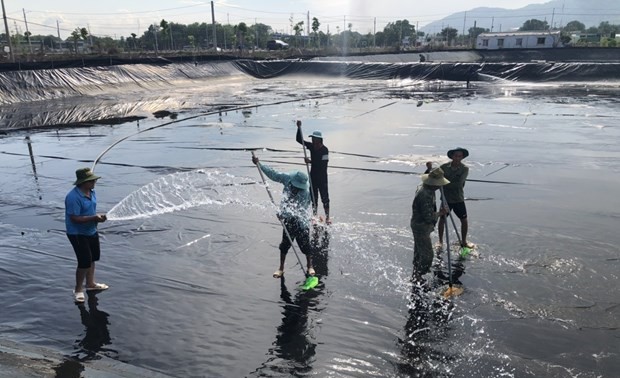 Vietnam to become world’s key shrimp producer