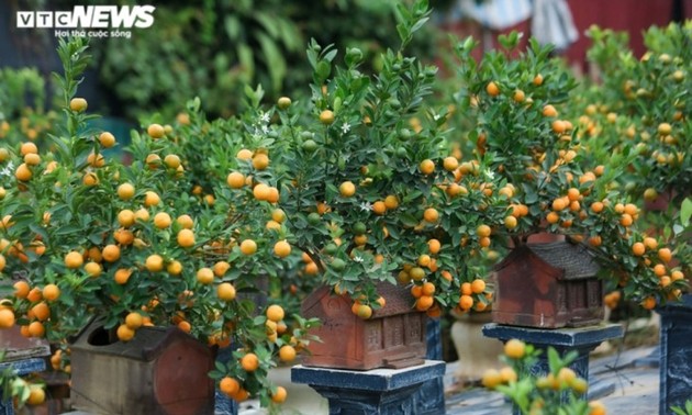 Bonsai kumquat pots in shape of traditional Vietnamese houses favored for Tet