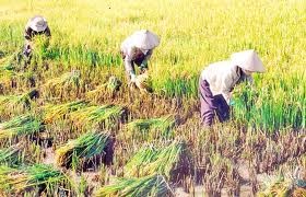 El pueblo de Binh Dinh involucrado en la construcción del nuevo campo 