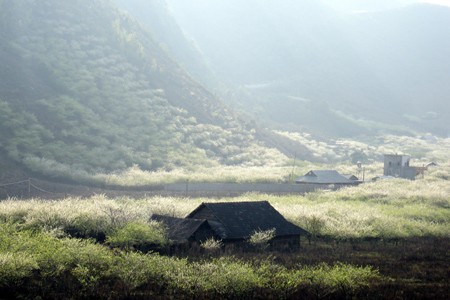 Moc Chau, destino atrayente para viajeros