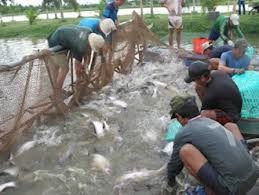 Conecta Asociación vietnamita de Pangasius con la sustentabilidad