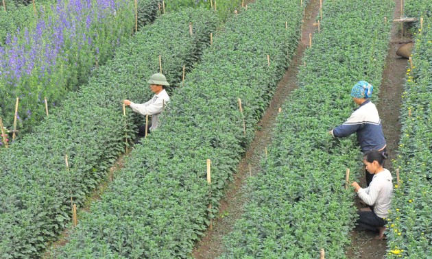 Pueblo de floricultura de Phu Van, listo para el Tet