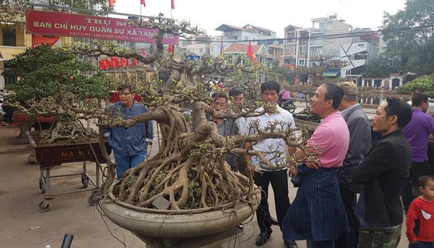 Aldea de Trieu Khuc, decidida a ser un nuevo centro de bonsáis