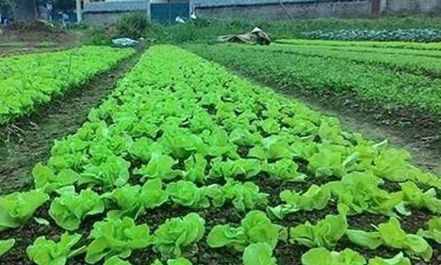 Modelos de horticultura y apicultura ayudan a los agricultores de Ha Giang a aliviar la pobreza 