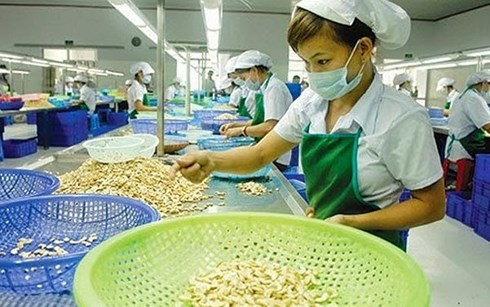 Exportación de anacardo de Vietnam prevé alcanzar 3 mil 700 dólares en 2018