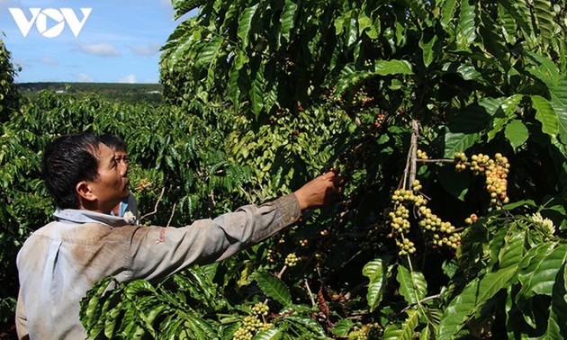 Agricultores de Dak Lak desean mayores apoyos del gobierno en la promoción del consumo de sus productos locales