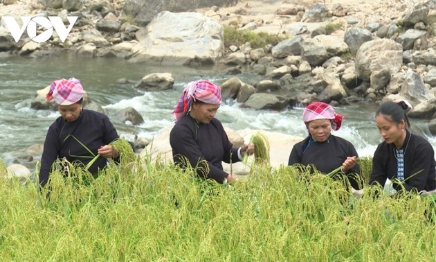 Especialidad de arroz glutinoso “Khau Tan Don” en Lao Cai