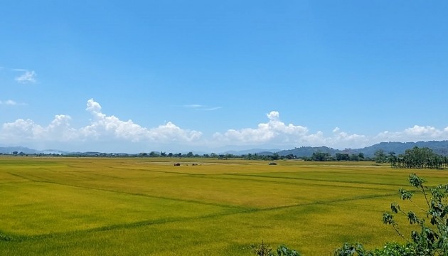 Descubren Krong No donde se cultiva arroz en suelo volcánico