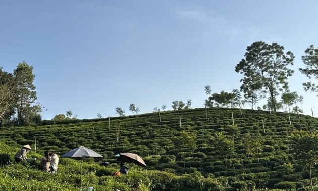 Campos de té en Thai Nguyen prosperan en la nueva era digital 