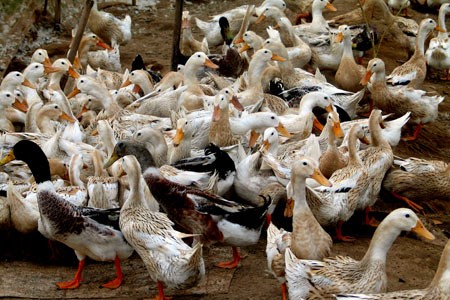 Localities step up fight against bird flu