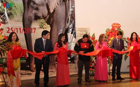 Exhibition spotlights Central Highlands elephants