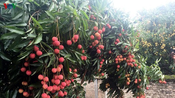 Bac Giang lychees to be exported to Japan