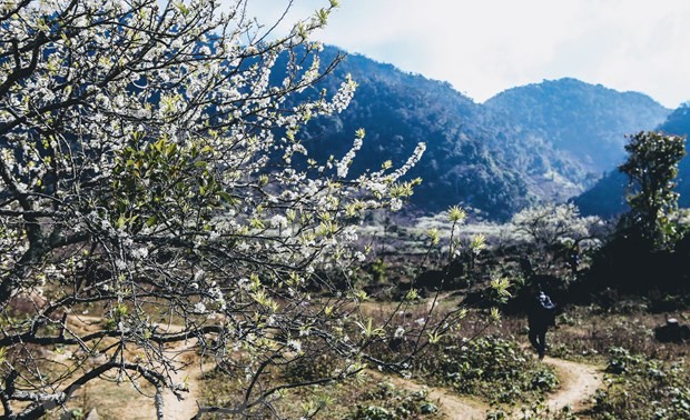 Moc Chau plateau in Vietnam’s northwestern region