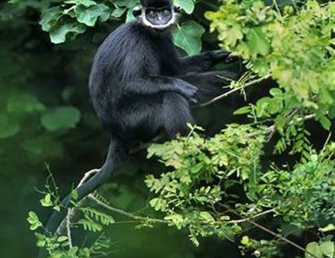 Endangered langurs spotted in Quang Binh forest