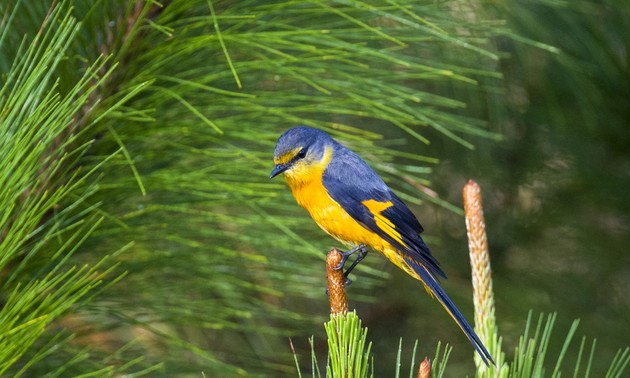 Escape to Da Lat plateau’s kingdom of birds