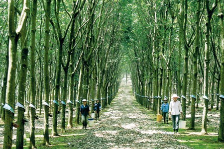 Änderung in der Heimat der Minderheitsvölker in Binh Phuoc