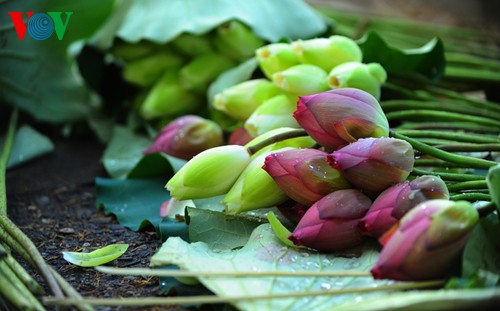 Die sanfte Schönheit der Lotusblumen in Hue