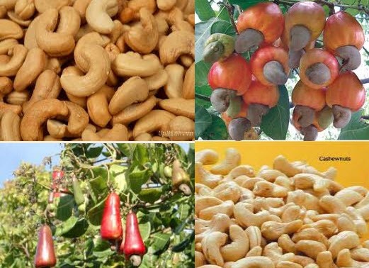 Export von Cashewnüssen steigt, gutes Signal für vietnamesische Landwirtschaftsprodukte