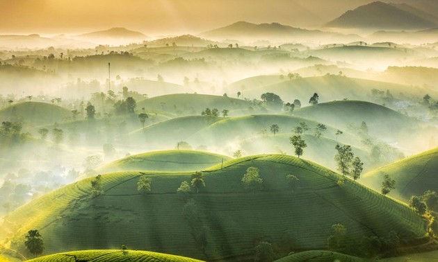 Foto über Teehügel Phu Tho gehört zu Top-Fotos über das schönste Wetter des Jahres