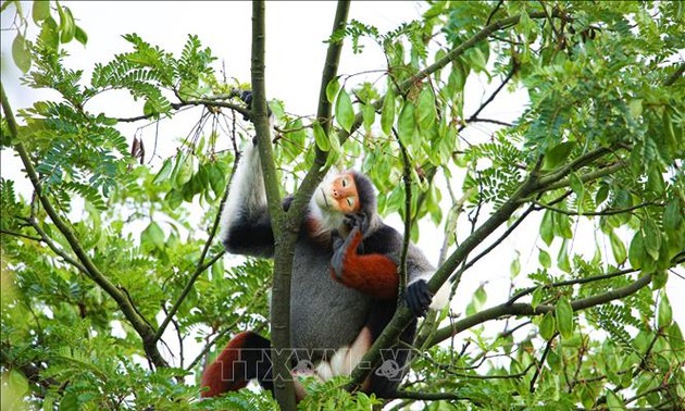 Das Werk “Rotschenklige Kleideraffen auf der Halbinsel Son Tra” gewinnt den Fotowettbewerb über Biodiversität