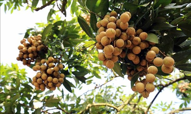 Vietnamesische Bauern bringen vietnamesische Agrarprodukte auf den Weltmarkt